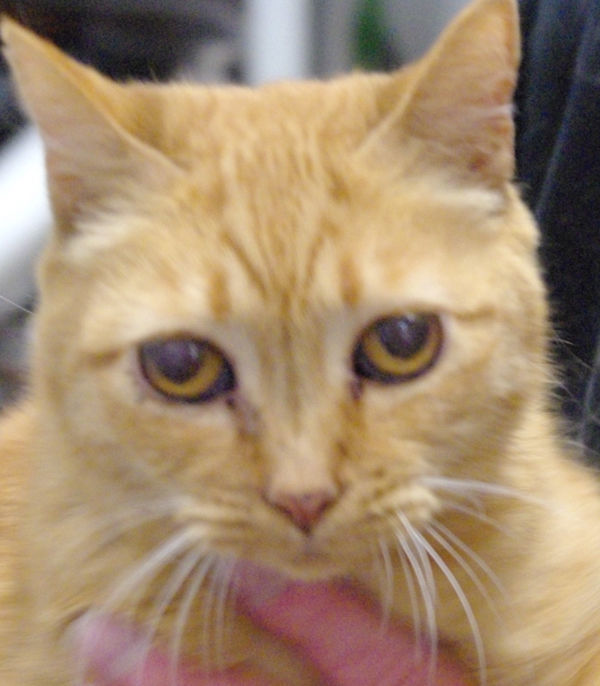 Pets of the Week: Zoe